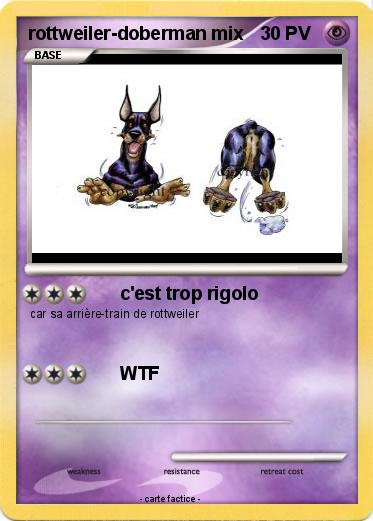 Pokemon rottweiler-doberman mix