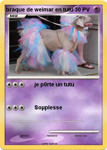 Pokemon braque de weimar en tutu