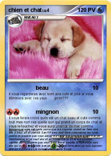 Pokemon chien et chat