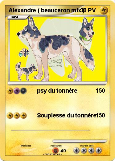 Pokemon Alexandre ( beauceron mix )