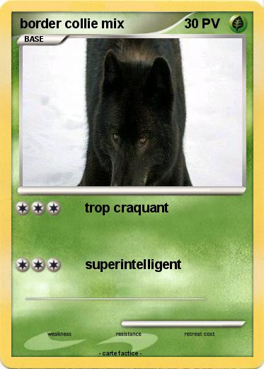 Pokemon border collie mix