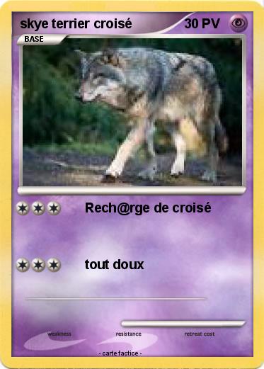 Pokemon skye terrier croisé