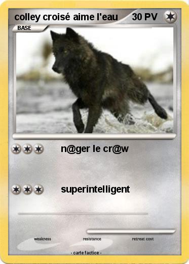 Pokemon colley croisé aime l'eau