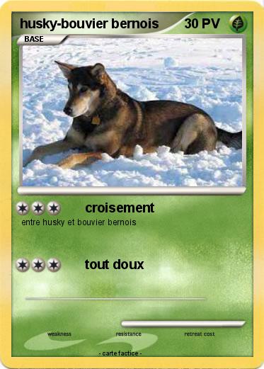 Pokemon husky-bouvier bernois