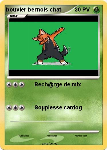 Pokemon bouvier bernois chat