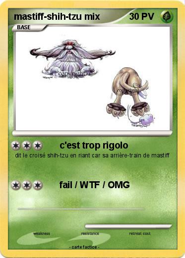 Pokemon mastiff-shih-tzu mix