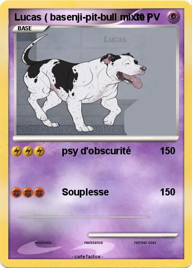 Pokemon Lucas ( basenji-pit-bull mixte )