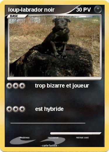 Pokemon loup-labrador noir
