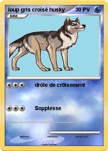 Pokemon loup gris croisé husky