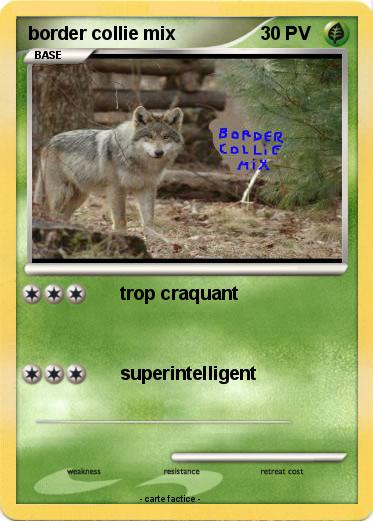 Pokemon border collie mix