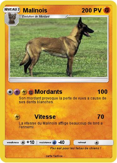 Pokemon Malinois