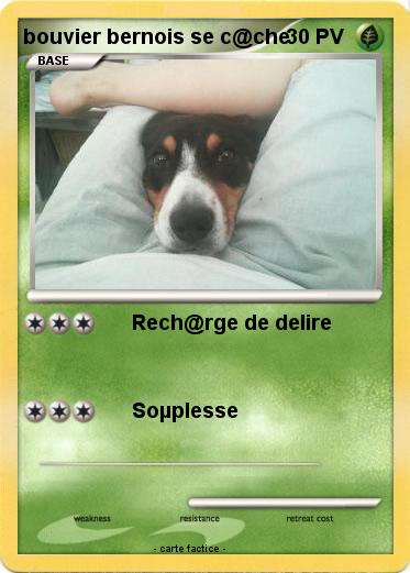 Pokemon bouvier bernois se c@che