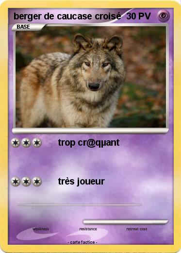 Pokemon berger de caucase croisé