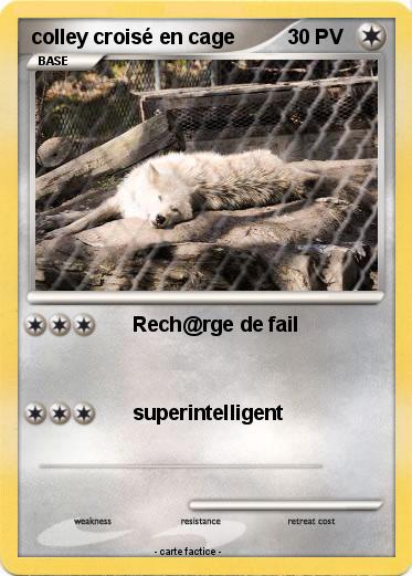 Pokemon colley croisé en cage