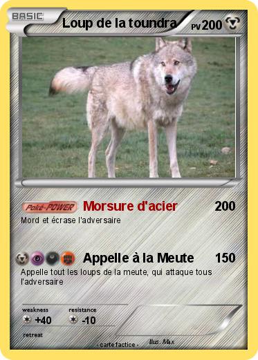 Pokemon Loup de la toundra