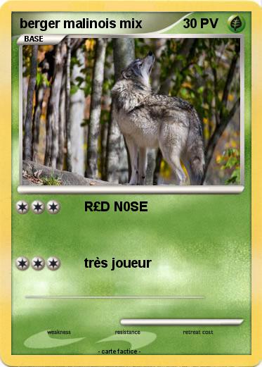 Pokemon berger malinois mix