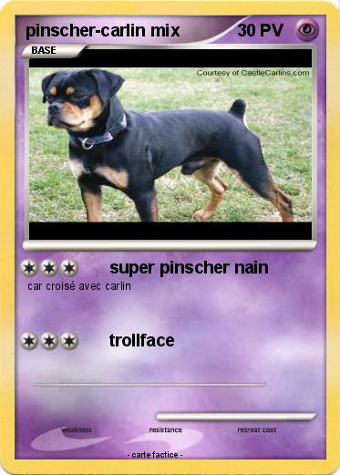 Pokemon pinscher-carlin mix