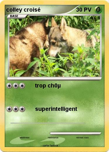 Pokemon colley croisé