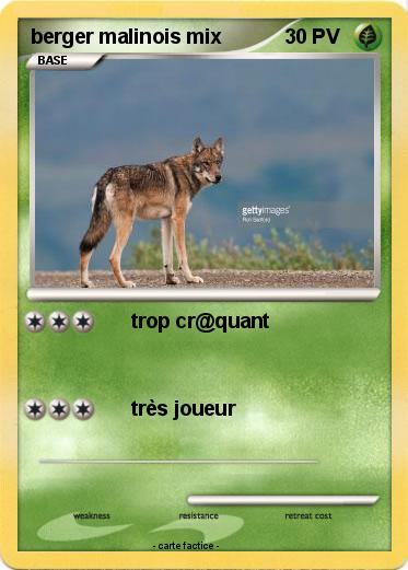 Pokemon berger malinois mix