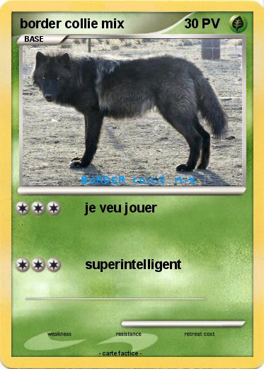 Pokemon border collie mix