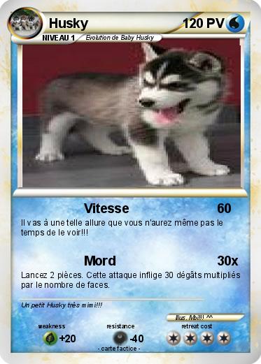 Pokemon Husky