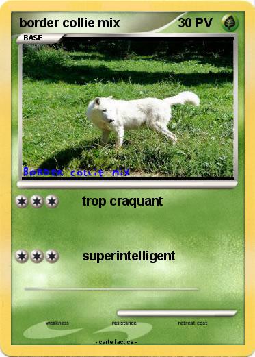 Pokemon border collie mix