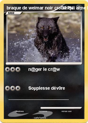 Pokemon braque de weimar noir croisé qui aime l'e@u