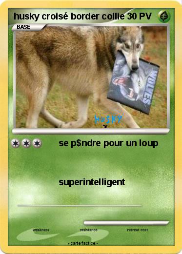 Pokemon husky croisé border collie