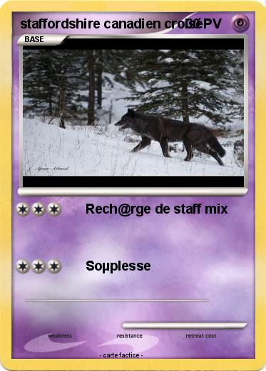 Pokemon staffordshire canadien croisé