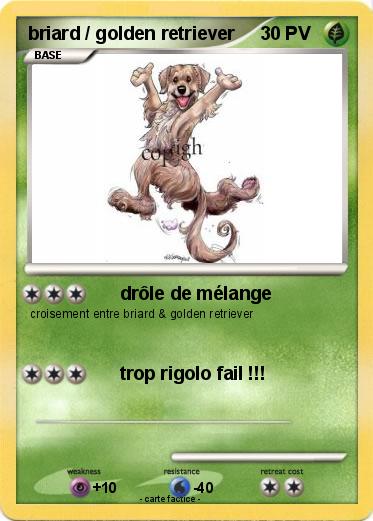 Pokemon briard / golden retriever
