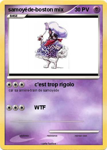 Pokemon samoyède-boston mix