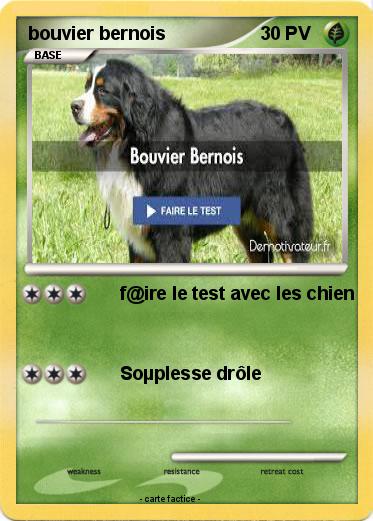 Pokemon bouvier bernois