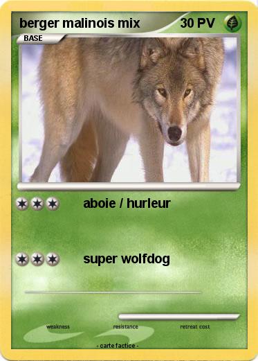 Pokemon berger malinois mix