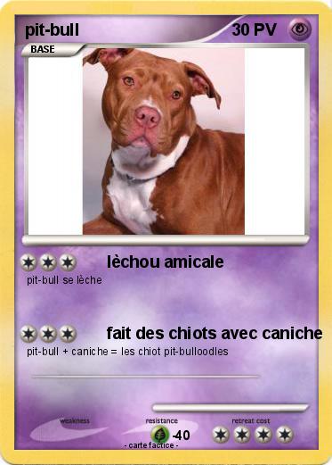 Pokemon pit-bull