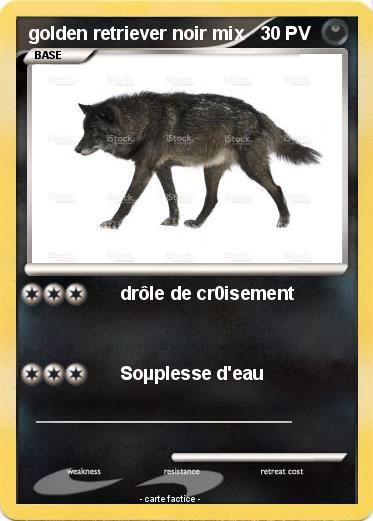 Pokemon golden retriever noir mix