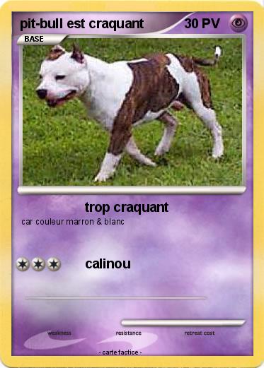 Pokemon pit-bull est craquant