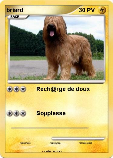 Pokemon briard