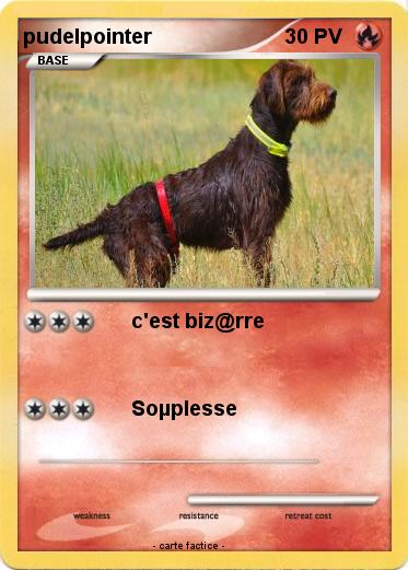 Pokemon pudelpointer
