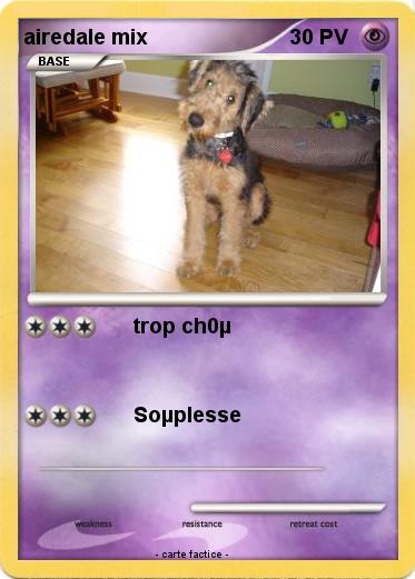 Pokemon airedale mix