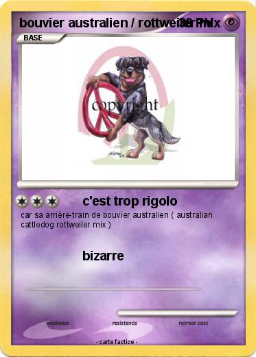 Pokemon bouvier australien / rottweiler mix