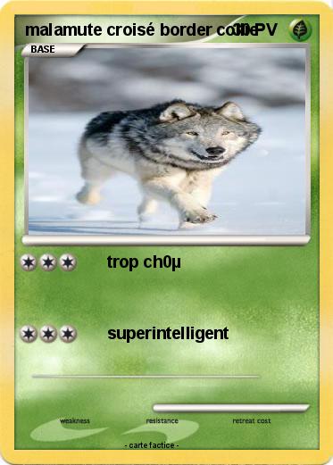 Pokemon malamute croisé border collie