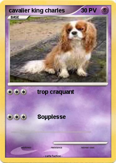 Pokemon cavalier king charles