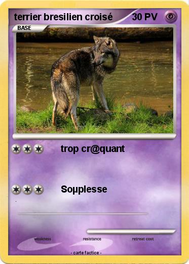 Pokemon terrier bresilien croisé
