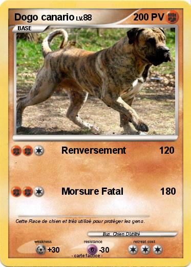 Pokemon Dogo canario