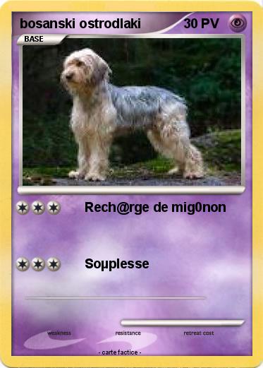 Pokemon bosanski ostrodlaki