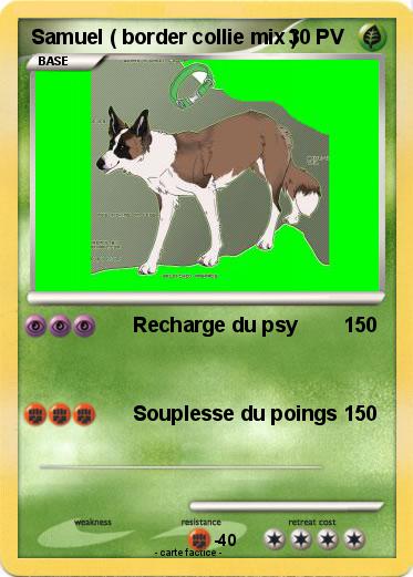 Pokemon Samuel ( border collie mix )