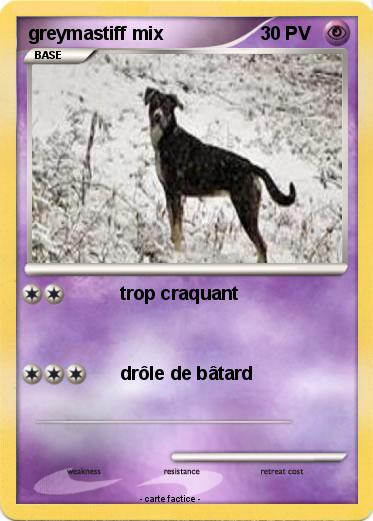 Pokemon greymastiff mix