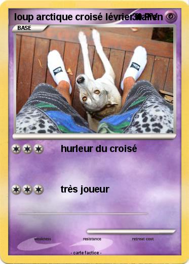 Pokemon loup arctique croisé lévrier italien