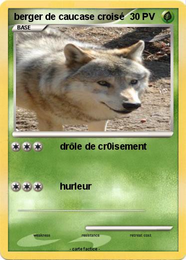 Pokemon berger de caucase croisé