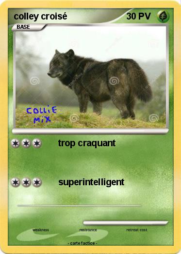 Pokemon colley croisé